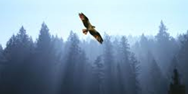An Eagle Flies Over the Horizon - Editorial