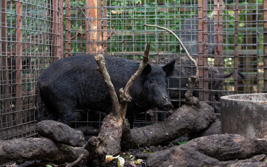 Irish Repo Men Forced to Get Naked into Pen with “Agitated” Boar