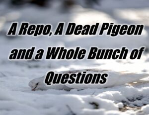 A Repo, A Dead Pigeon and a Whole Bunch of Questions